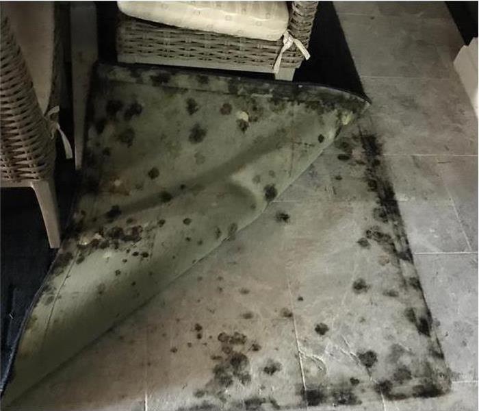 Rug folded over covered in black mold spots